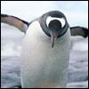 Penguin 2 2 avatar