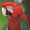 Red parrot avatar