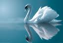 Swan lake avatar