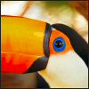 Toucan avatar