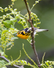 Blackburnian Warbler avatar