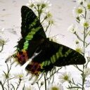 Buterfly avatar