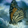 Butterfly 2 gif avatar