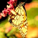 Butterfly Hanging Around avatar