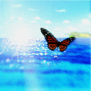 Butterfly Over Water avatar