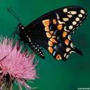 Butterfly On A Thistle avatar