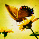 Butterfly With Flowers avatar