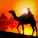 Camel Sunset avatar