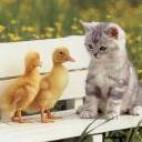 Cat And Ducks avatar