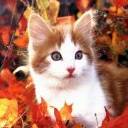 Cat In Autumn Leaves avatar