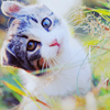 Cat in the grass avatar