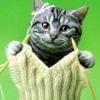 Cat knitting avatar