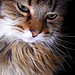 Cat serious avatar