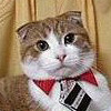 Cat with a Tie avatar