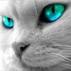 Cat with blue green eyes avatar