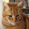 Ginger Cat avatar