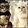 Groom and Bride cats 30 11 avatar