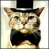 Groom cat avatar