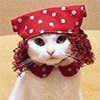 Gypsy Cat avatar