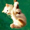 Hanging kitten avatar