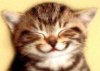 Happy Kitten avatar