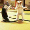 Karate Kitties avatar