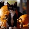 Kitten and pumpkins 2 9 avatar