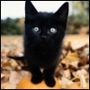 Kitten atop a pumpkin avatar