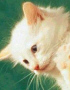 Kitten 2 avatar