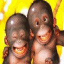 Cheeky Monkeys avatar