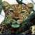 Cheetah avatar