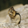 Chipmunk 25 avatar