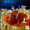 Clown fish avatar