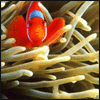 Clown fish 2 avatar