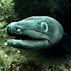 Conger Eel avatar