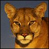 Cougar avatar