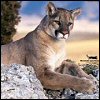 Cougar 2 avatar