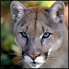 Cougar 3 avatar