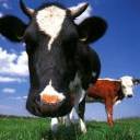 Cows Close Up avatar