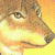 Coyote avatar