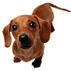 Dachshund avatar