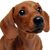 Dachshund 2 avatar