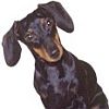 Dachsund avatar