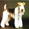 Fox Terrier avatar