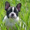 French Bulldog avatar