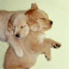 Golden Lab puppies avatar