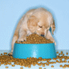 Golden Lab puppy avatar