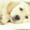 Golden Lab puppy 3 avatar