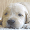 Golden Puppy avatar