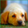 Golden Retriever pup avatar